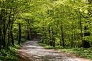 Green is the color for the Season after Epiphany. Readings during this season offer two distinct paths to follow. Photo by Susanne Nilsson, Flickr, Creative Commons.