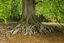 Deeply rooted tree