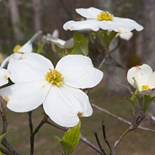 dogwood tree