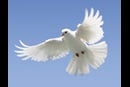 Image of white dove for peace. Photo courtesy iStock.