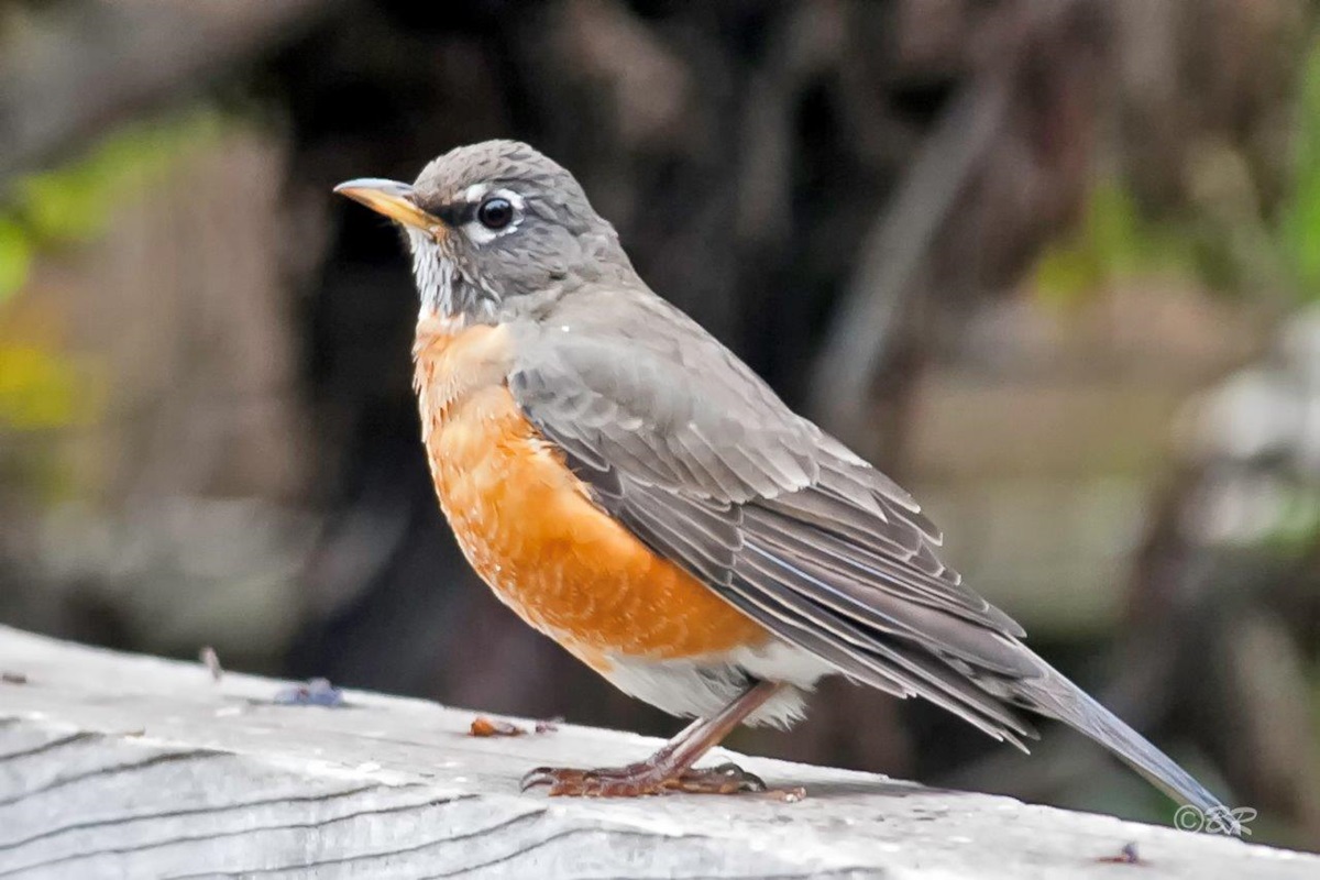 Robin