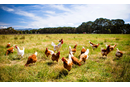 Chickens In A Field - stock photo. A flock of chickens roam freely in a lush green paddock near Clarkefield in Victoria, Australia