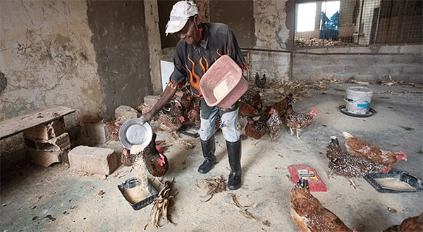 Francisco Julio Alfredo feeds chickens at the Quéssua Mission farm near Malanje, Angola. Photo by Mike DuBose, UM News.