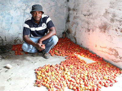 Kutela Katembo oversees the agricultural program at the Quéssua Mission in the East Angola Conference. A Global Ministries missionary with a degree in agriculture from Africa University, he was commissioned by the Yellowstone Annual Conference in 2015 and continues to be supported by the Mountain Sky Conference. File photo by the Rev. Armando Rodriguez.