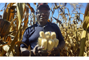 The Rev. Lancelot Mukundu, Nyadire Mission station chair, holds corn cobs from the bumper harvest at Nyadire Mission farm. The farm was one of four United Methodist mission farms in Zimbabwe to receive support from the Yambasu Agriculture Initiative. Photo by Kudzai Chingwe, UM News.